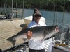 (08/11/2015) - Nice Striped Bass